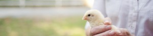 Farmer holding a baby chicken in his hands.