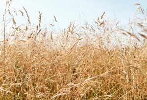 Landscape view of a farm.